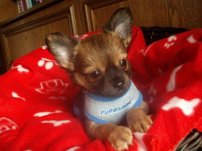 Gruppenavatar von ღ♥ Stolze Chihuahua-Besitzer ღ♥ 