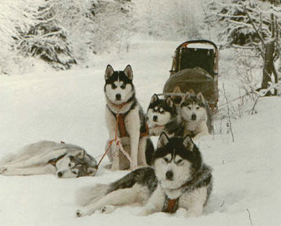 Gruppenavatar von Huskys--->die schönsten Hunde der Welt!!