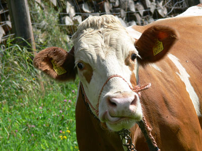 Gruppenavatar von traudis abhofmilch