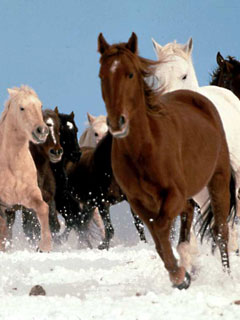 Gruppenavatar von I love horses 4 - ever