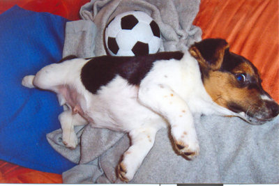 Gruppenavatar von Jack Russell Club