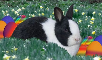 Gruppenavatar von ich glaube an den Osterhasen