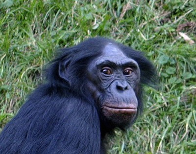 Gruppenavatar von Bei meiner Wiedergeburt wär ich gern ein Bonobo ...