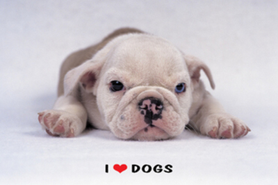 Gruppenavatar von ***((( I_LOVE_DOGS )))***