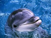 Delphine sind SCHWULE Haie