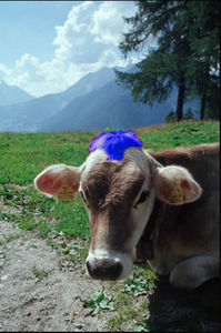 Gruppenavatar von Und ich sag euch Kühe haben Blaue Haare....
