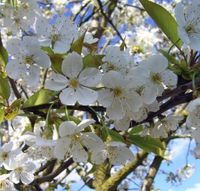 Geburtstagskinder im APRIL