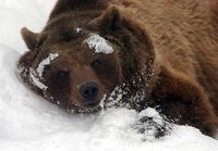 Kampf der Früjahrsmüdigkeit - Lang lebe der Winterschlaf