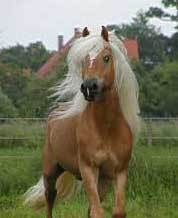 Gruppenavatar von HoRsE FReaKSs . . .