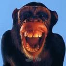 Gruppenavatar von Es ist streng verboten, den Affen an der Tafel zu füttern.