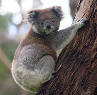 Wenn alle Koalas sterben kommt es zur Eukalypse!