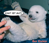 Knut_ist_Gut