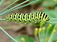 Willst du Schmetterlinge im Bauch,steck dir Raupen in den Arsch!