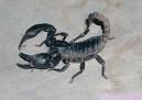 Gruppenavatar von The skorpion-The best of skorpion