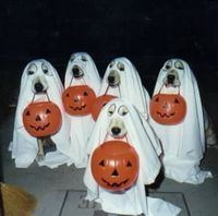 gruppe der hunde- und halloweenfans