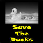 Save the Ducks!!!!!!!!!!