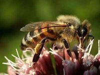 Soll das heißen, die Bienen ficken die Blumen...