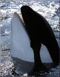 !°!°!°!°!°!°!°!°! Rettet die Orcas !°!°!°!°!°!°!°!