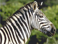 is a zebra weiß mit schworze streifen oder schworz  mit weiße streifen?