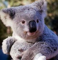 Gruppenavatar von ich wär so gerne ein koala....