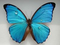 Gruppenavatar von Dürfen Vegetarier eigentlich Schmetterlinge im Bauch haben?
