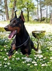 DOBERMANN Fan