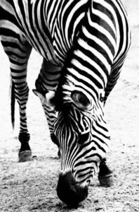 Zebras an die Macht