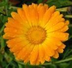 CaLenDula oFfiCinaLis*G*