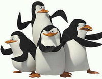 Pinguine schwimmen NIE alleine!