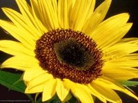 Gruppenavatar von Sommer ohne Sonnenblume, geht garnicht !!!!