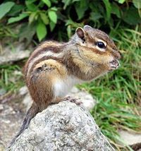 ich finde streifenhörnchen knuffig