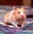 ~~mein Hamster hat keinen Namen~~