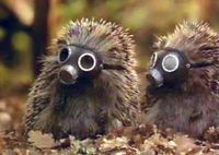 Ich kacke in der Wohnstube auf den Teppich, stecke Salzstangen rein und schreie: "ALTER !! DER IGEL WOHNT JETZT HIER !!"