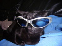 ~~~  *  ~~~Black Cats 4EVER~~~  *  ~~~