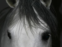 Gruppenavatar von Pferde sind di schönsten und liebsten Tiere auf der Welt!!!!!