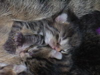 Wenn die Babykatzen immer klein bleiben würden, dann hätte ich schon hunderttausende!!!!!!