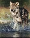Wölfe zieht das Wasser dezent an