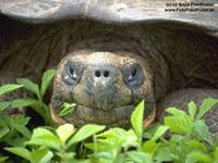 Gruppenavatar von Schildkröten sind soo sexy, die essen so erotisch (: <33.