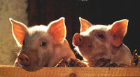 Gruppenavatar von I find Schweinchen san de Tiere der Zukunft !