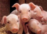 Gruppenavatar von Schweine haben auch GEFÜHLE!!!!!!!!!