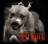 Gruppenavatar von We ♥Love ♥PitBulls♥  :)