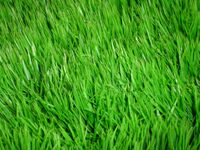 Gruppenavatar von Grass ist grün!!!