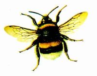 Gruppenavatar von Werden Hummeln von anderen Insekten gemobbt weil sie fett sind?