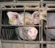 Gruppenavatar von Verein gegen Tierfabriken
