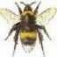 __werden Hummeln eigentlich von Bienen gemobbt,weil sie so fett sind???__