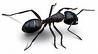 Gruppenavatar von Ameisen san a nimma so billig wie früher...