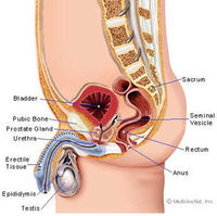 RECTUM