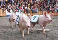 Schweinepolo!!