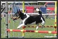 Agility is fun !!!!!