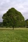 Gruppenavatar von Wenn im Wald ein Baum steht....und er fällt um und niemand ist da um es zu hören,macht der Baum dan ein Geräusch ?